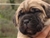 Foto - Triola cane corso